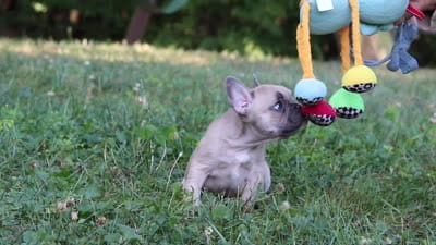 Rocky, a male French Bulldog for sale in Dundee, OH – 10 of 10