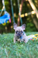 Rocky, a male French Bulldog for sale in Dundee, OH – 7 of 10