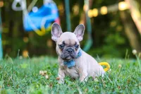 Rocky, a male French Bulldog for sale in Dundee, OH – 2 of 10