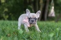 Bailey, a female French Bulldog for sale in Dundee, OH – 5 of 8