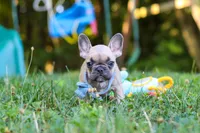 Rocky, a male French Bulldog for sale in Dundee, OH – 1 of 10