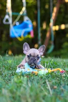 Rocky, a male French Bulldog for sale in Dundee, OH – 8 of 10
