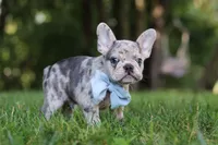 Brodie, a male French Bulldog for sale in Dundee, OH – 4 of 9