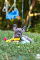 Percy, a male French Bulldog for sale in Dundee, OH – 8 of 10