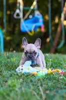 Rocky, a male French Bulldog for sale in Dundee, OH – 9 of 10
