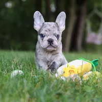 Brodie, a male French Bulldog for sale in Dundee, OH – 7 of 9