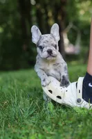 Brodie, a male French Bulldog for sale in Dundee, OH – 6 of 9