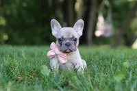Bailey, a female French Bulldog for sale in Dundee, OH – 2 of 8