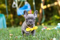 Percy, a male French Bulldog for sale in Dundee, OH – 5 of 10