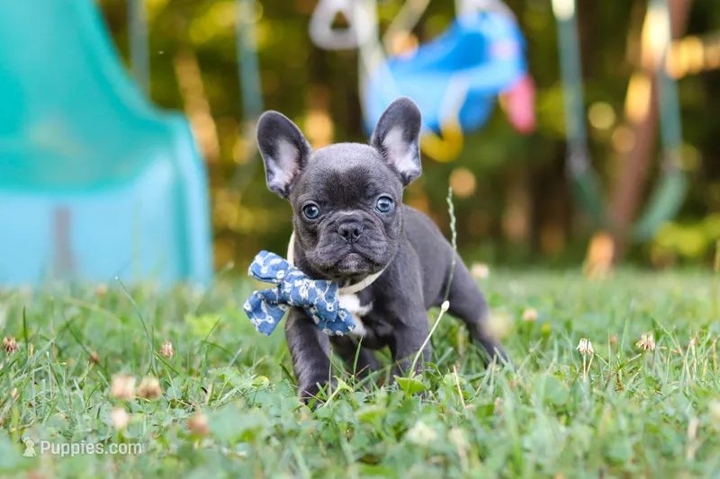 Jasper – French Bulldog puppy for sale in Dundee, OH