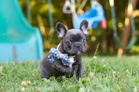 Jasper, a male French Bulldog for sale in Dundee, OH – 4 of 10