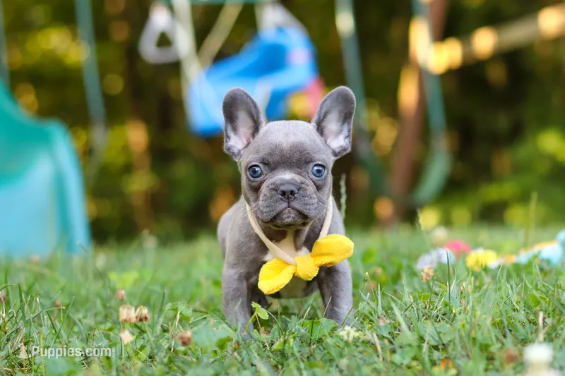 Percy – French Bulldog puppy for sale in Dundee, OH