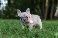 Bailey, a female French Bulldog for sale in Dundee, OH – 7 of 8