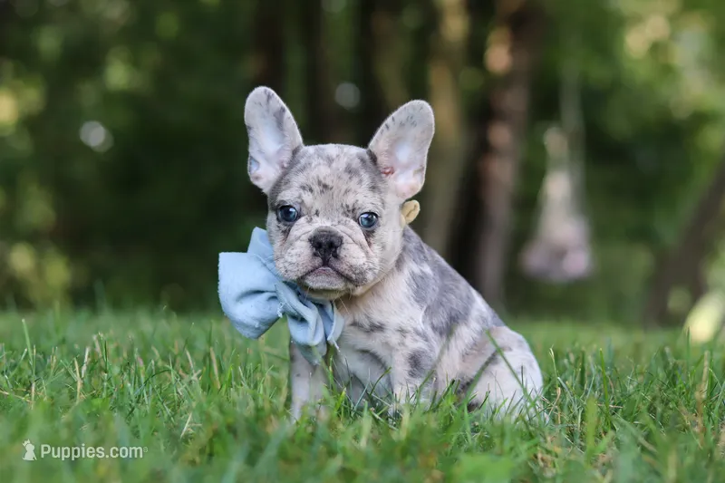 Brodie – French Bulldog puppy for sale in Dundee, OH