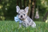 Brodie, a male French Bulldog for sale in Dundee, OH – 1 of 9