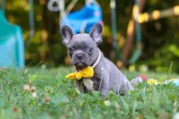 Percy, a male French Bulldog for sale in Dundee, OH – 3 of 10