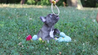 Percy, a male French Bulldog for sale in Dundee, OH – 10 of 10