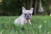 Bailey, a female French Bulldog for sale in Dundee, OH – 1 of 8