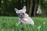 Bailey, a female French Bulldog for sale in Dundee, OH – 6 of 8