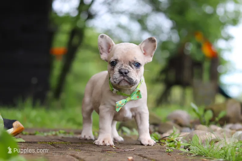 Ace – French Bulldog puppy for sale in Dundee, OH