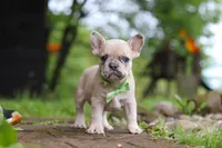 Ace, a male French Bulldog for sale in Dundee, OH – 1 of 7