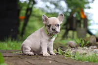 Ace, a male French Bulldog for sale in Dundee, OH – 6 of 7