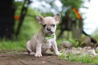 Ace, a male French Bulldog for sale in Dundee, OH – 2 of 7