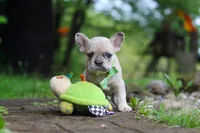 Ace, a male French Bulldog for sale in Dundee, OH – 7 of 7