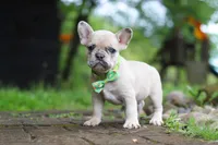 Ace, a male French Bulldog for sale in Dundee, OH – 5 of 7