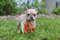 Ace, a male French Bulldog for sale in Dundee, OH – 4 of 7