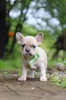 Ace, a male French Bulldog for sale in Dundee, OH – 3 of 7