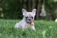 Bailey, a female French Bulldog for sale in Dundee, OH – 4 of 8