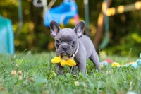 Percy, a male French Bulldog for sale in Dundee, OH – 4 of 10