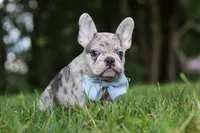 Brodie, a male French Bulldog for sale in Dundee, OH – 2 of 9