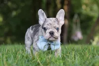 Brodie, a male French Bulldog for sale in Dundee, OH – 3 of 9