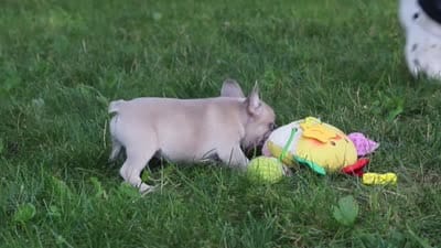 Bailey, a female French Bulldog for sale in Dundee, OH – 8 of 8