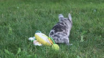 Brodie, a male French Bulldog for sale in Dundee, OH – 9 of 9