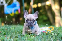 Rocky, a male French Bulldog for sale in Dundee, OH – 3 of 10