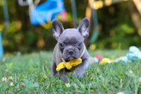 Percy, a male French Bulldog for sale in Dundee, OH – 6 of 10