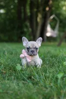 Bailey, a female French Bulldog for sale in Dundee, OH – 3 of 8