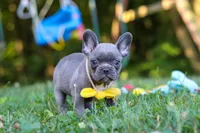 Percy, a male French Bulldog for sale in Dundee, OH – 9 of 10