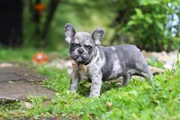 Jewel, a female French Bulldog for sale in Dundee, OH – 4 of 10