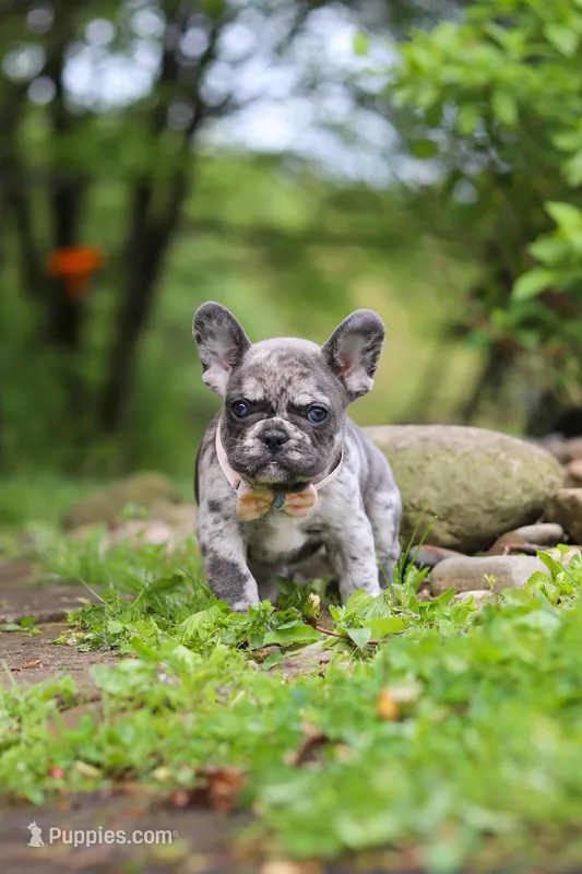 Jewel – French Bulldog puppy on hold in Dundee, OH