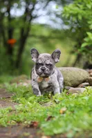 Jewel, a female French Bulldog for sale in Dundee, OH – 1 of 10