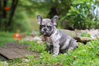 Jewel, a female French Bulldog for sale in Dundee, OH – 7 of 10