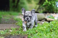 Jewel, a female French Bulldog for sale in Dundee, OH – 3 of 10