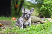 Jewel, a female French Bulldog for sale in Dundee, OH – 5 of 10