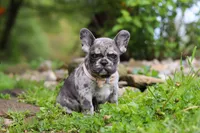 Jewel, a female French Bulldog for sale in Dundee, OH – 8 of 10