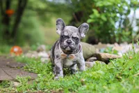 Jewel, a female French Bulldog for sale in Dundee, OH – 6 of 10
