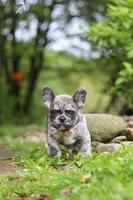 Jewel, a female French Bulldog for sale in Dundee, OH – 2 of 10